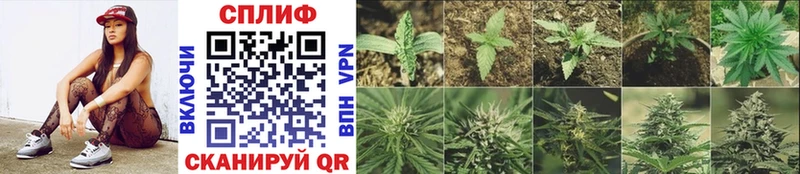 Каннабис SATIVA & INDICA  KRAKEN ONION  Чадан 